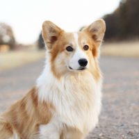 fluffy corgi