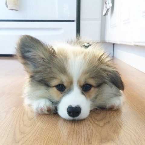 Fluffy Corgi: All We Know About The Long-Haired Corgi