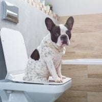 French bulldog sitting on a toilet seat in bathroom