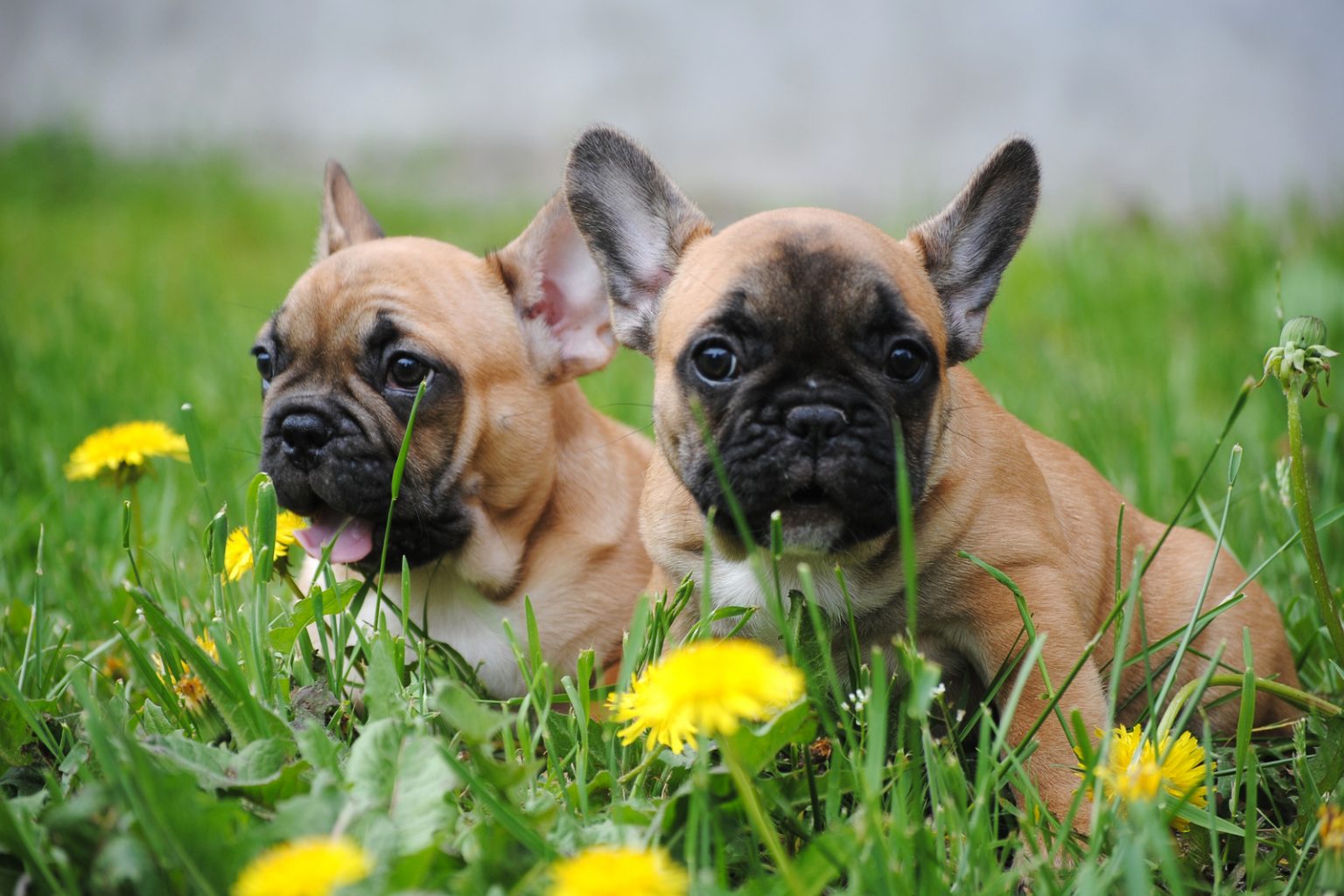 Male Vs Female French Bulldog: Which One Is Better For You?