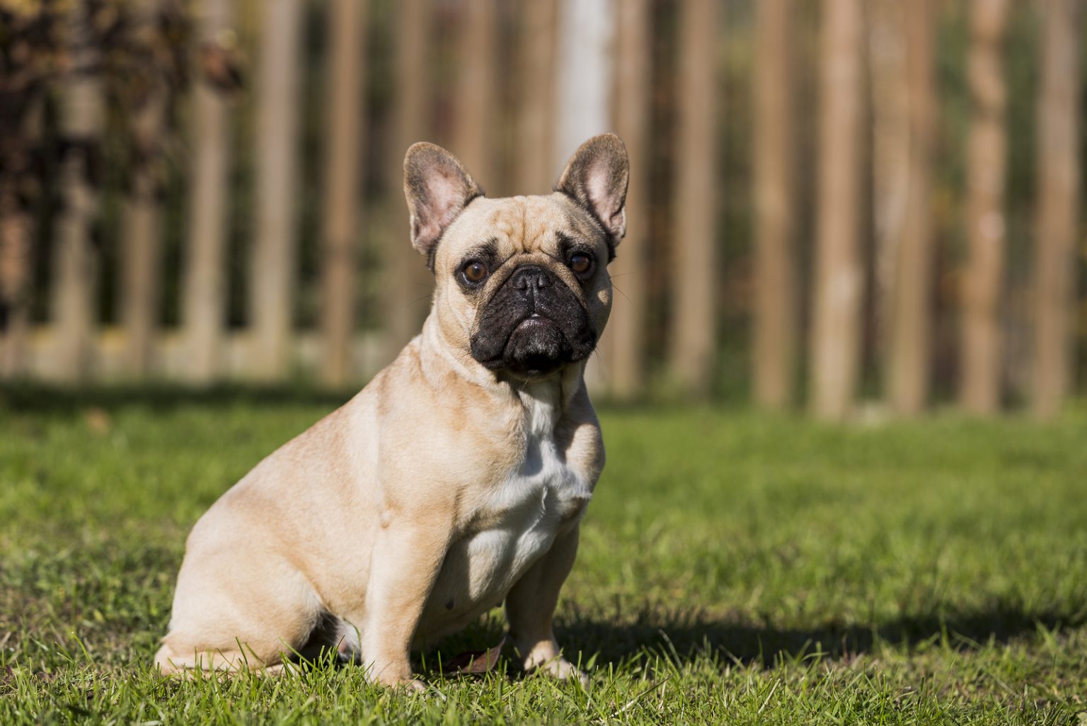 Male Vs Female French Bulldog: Which One Is Better For You?