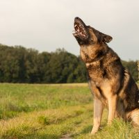 german shepherd howling while sitting in an open field