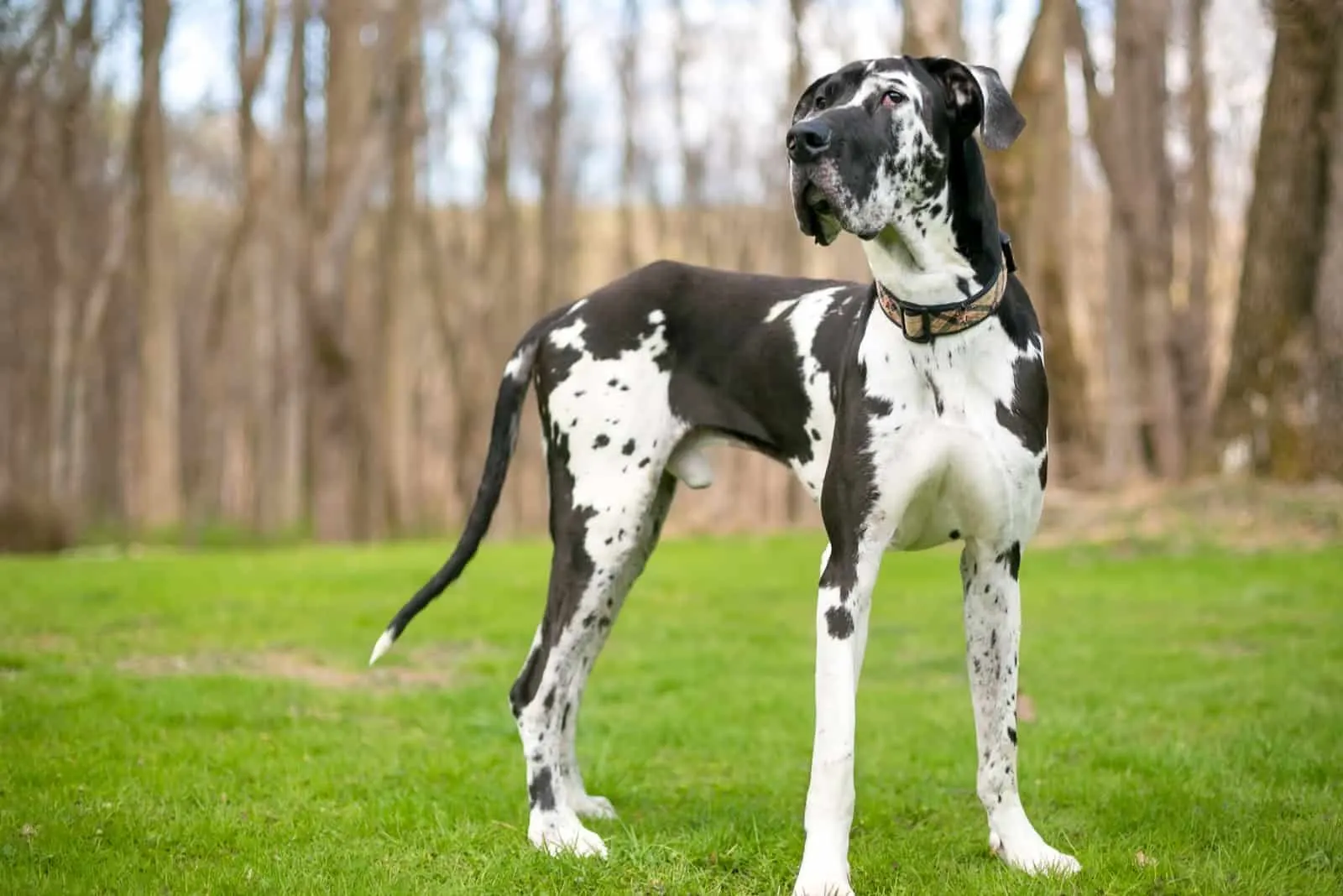 do great danes live 7 years