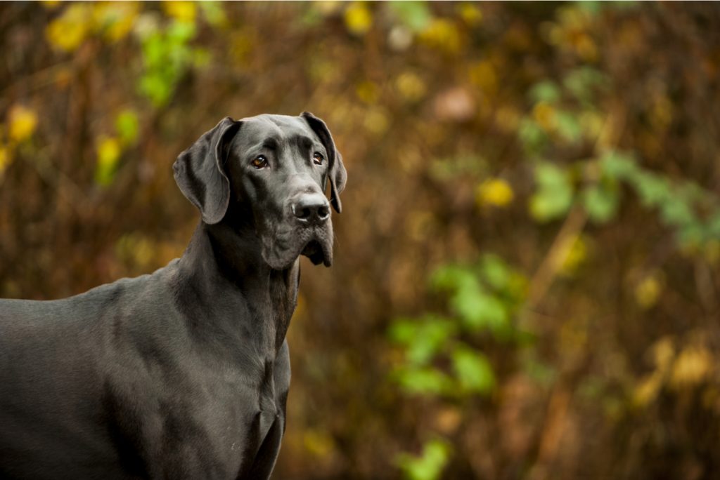 Great Dane Lifespan: Is There A Way To Extend It?