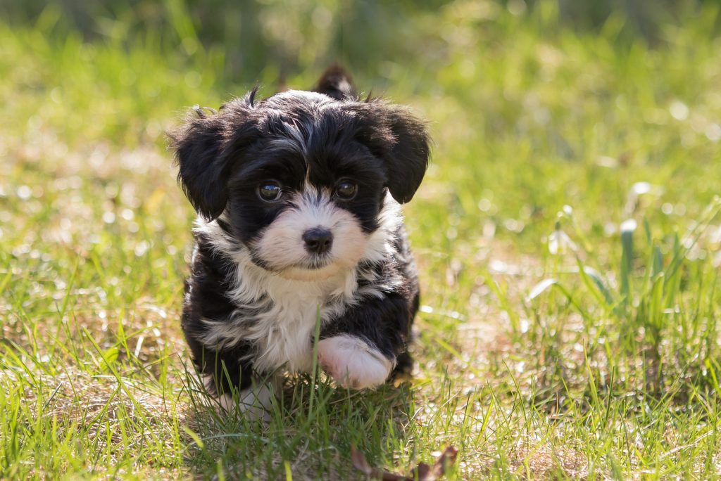 Are Havanese Hypoallergenic? Havanese Shedding And Grooming