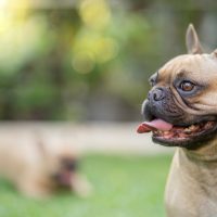 French Bulldog with tongue out standing outdoors