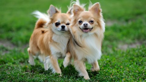 How Much Do Chihuahuas Cost? Puppy Price And Expenses