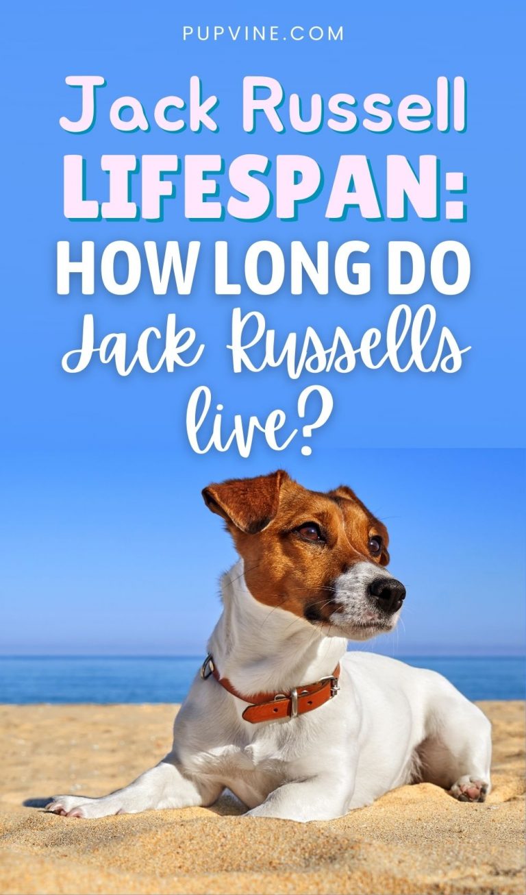 Jack Russell Lifespan How Long Do Jack Russells Live?