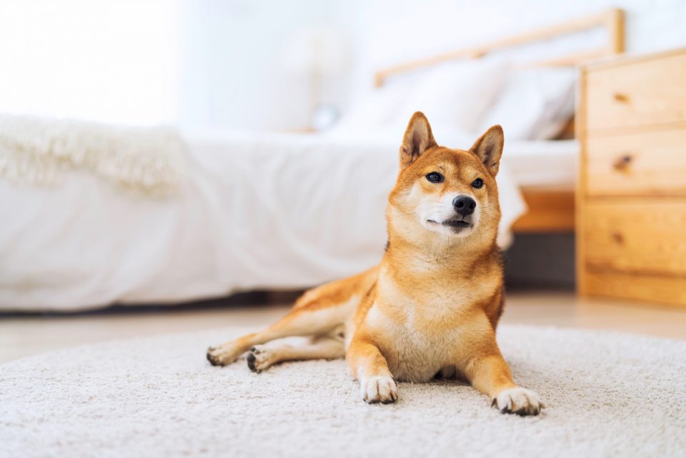 Male Vs Female Shiba Inu: Which Gender Is Perfect For Me?