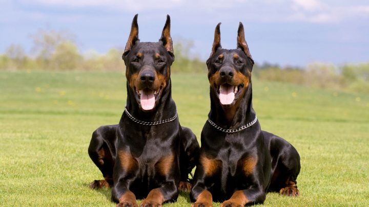 does your doberman love you