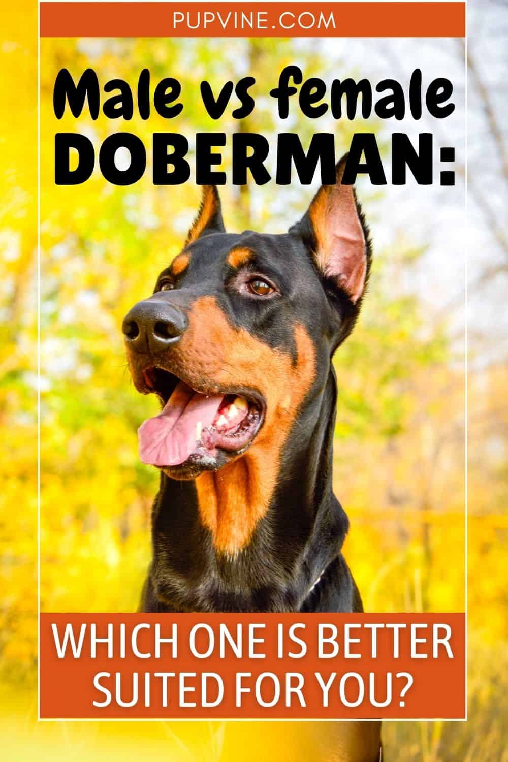 Male vs. Female Doberman: Which One Is Better Suited For You?