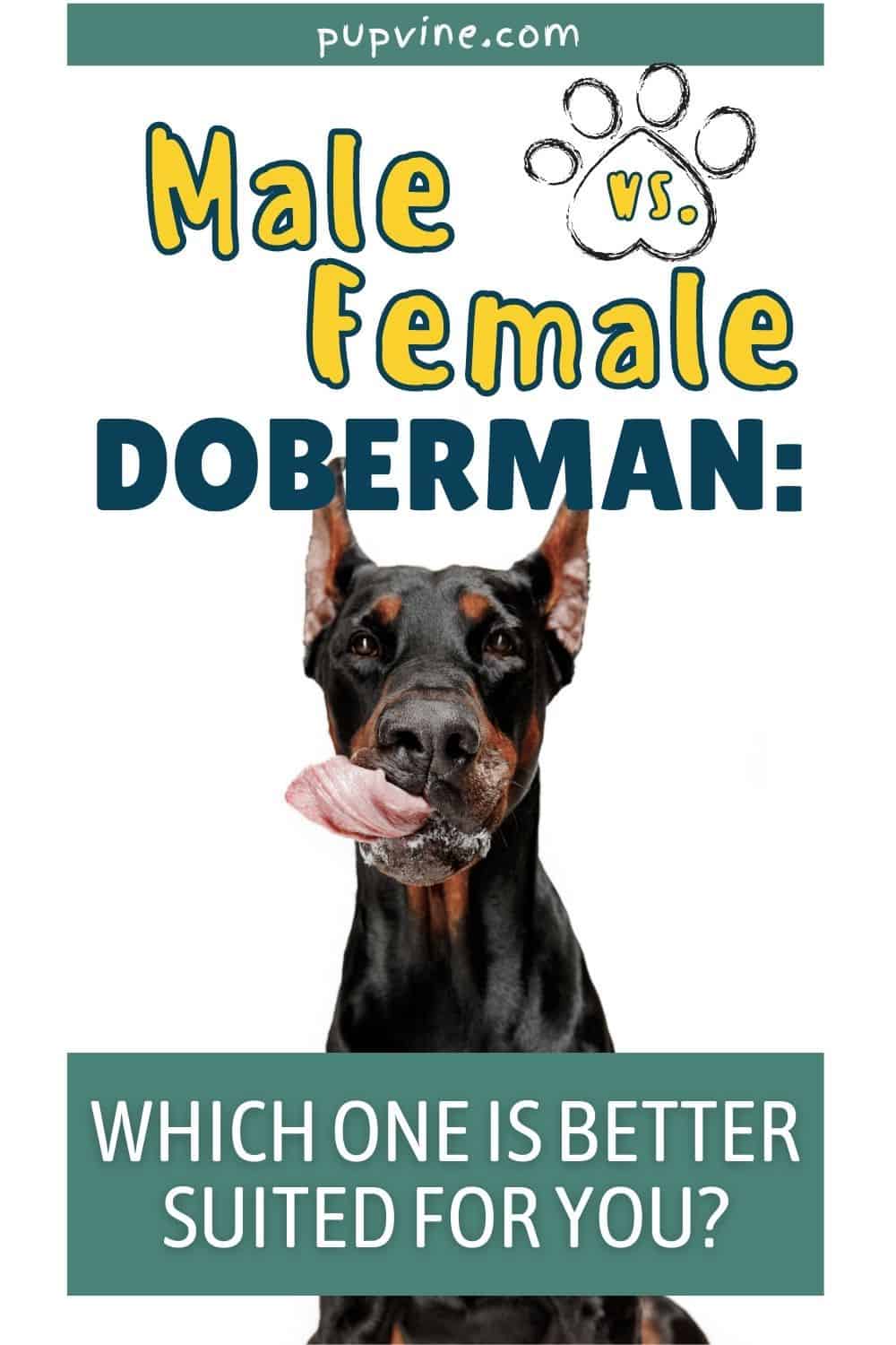 Male vs. Female Doberman: Which One Is Better Suited For You?