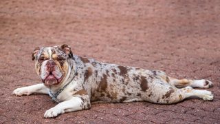 Merle English Bulldog: Paying A High Price For Good Looks