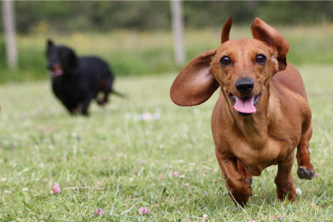 Male Vs. Female Dachshund: Does Gender Matter?