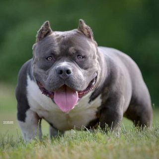 Pitbull Colors Explained: 35 Unique Colors And Patterns