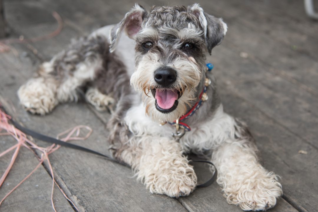 gund schnauzer