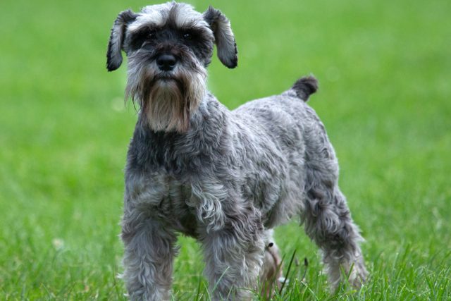 Are Schnauzers Hypoallergenic? Dog Shedding And Allergies