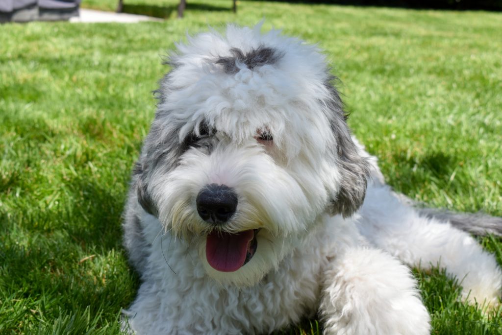 Top 8 Sheepadoodle Breeders: Puppy Price & Other Info