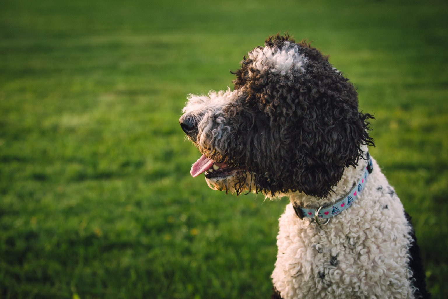 Do Sheepadoodles Shed? All You Need To Know Before Buying