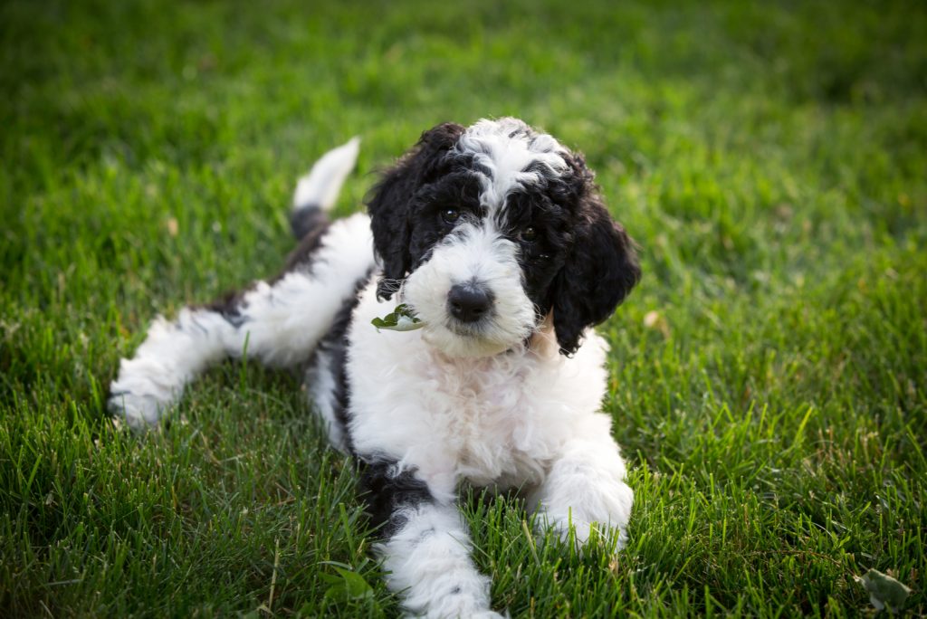 Do Sheepadoodles Shed All You Need To Know Before Buying   Sheepadoodle Puppy Six Weeks Old Sitting In The Yard 1024x684 