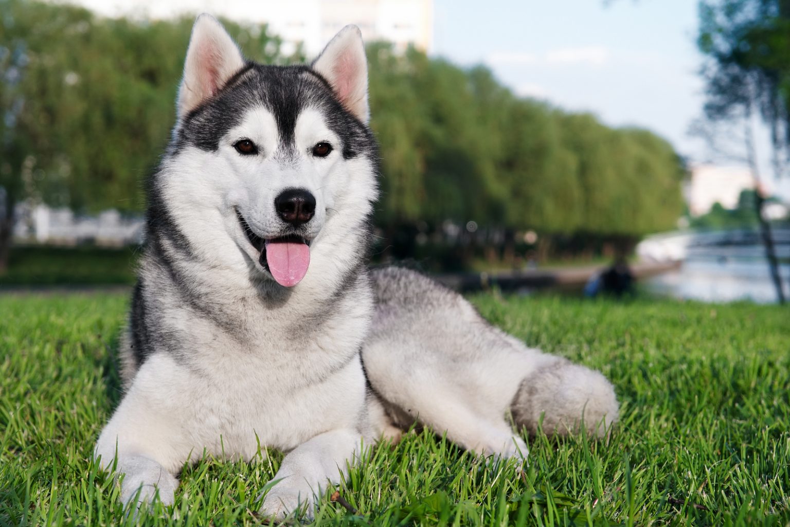 Male Vs Female Siberian Husky – The Impossible Decision