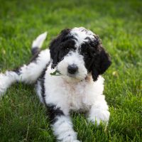 Sheepadoodle puppy lying in the yard