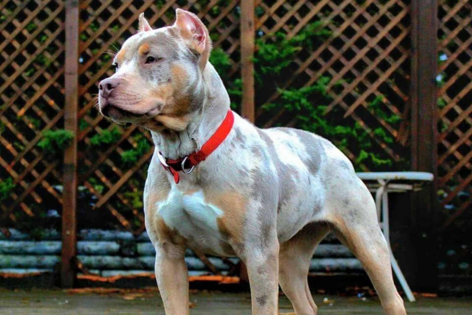 Tri Color Pitbull – What Color Combinations Are There? Genetics Explained
