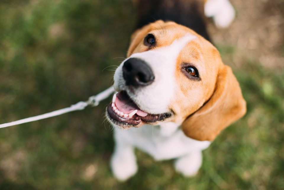 What Is The Beagle Lifespan? Beagle Health Issues And Life Expectancy