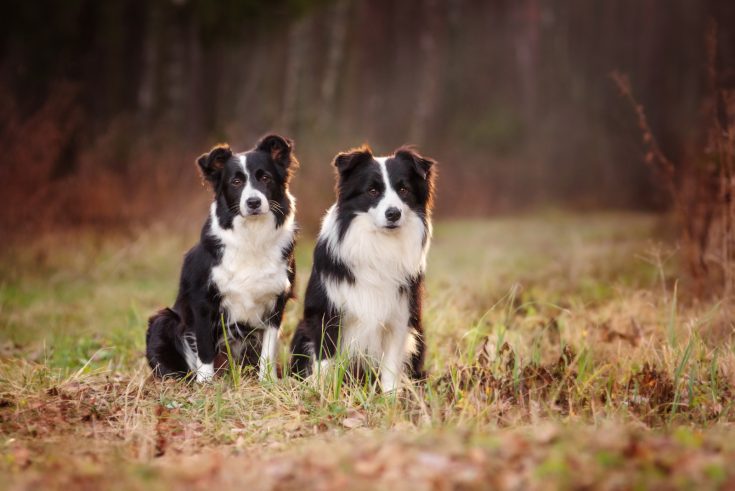 Male Vs. Female Border Collie: Can You Handle Them?