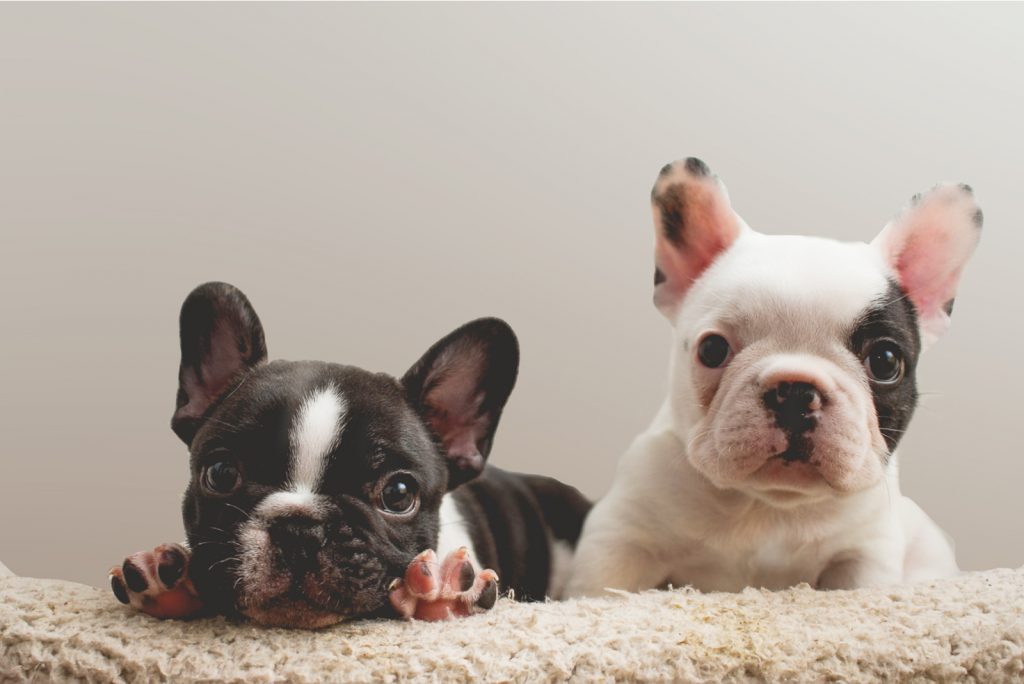 How Much Are French Bulldogs – Can You Afford This Cutie?