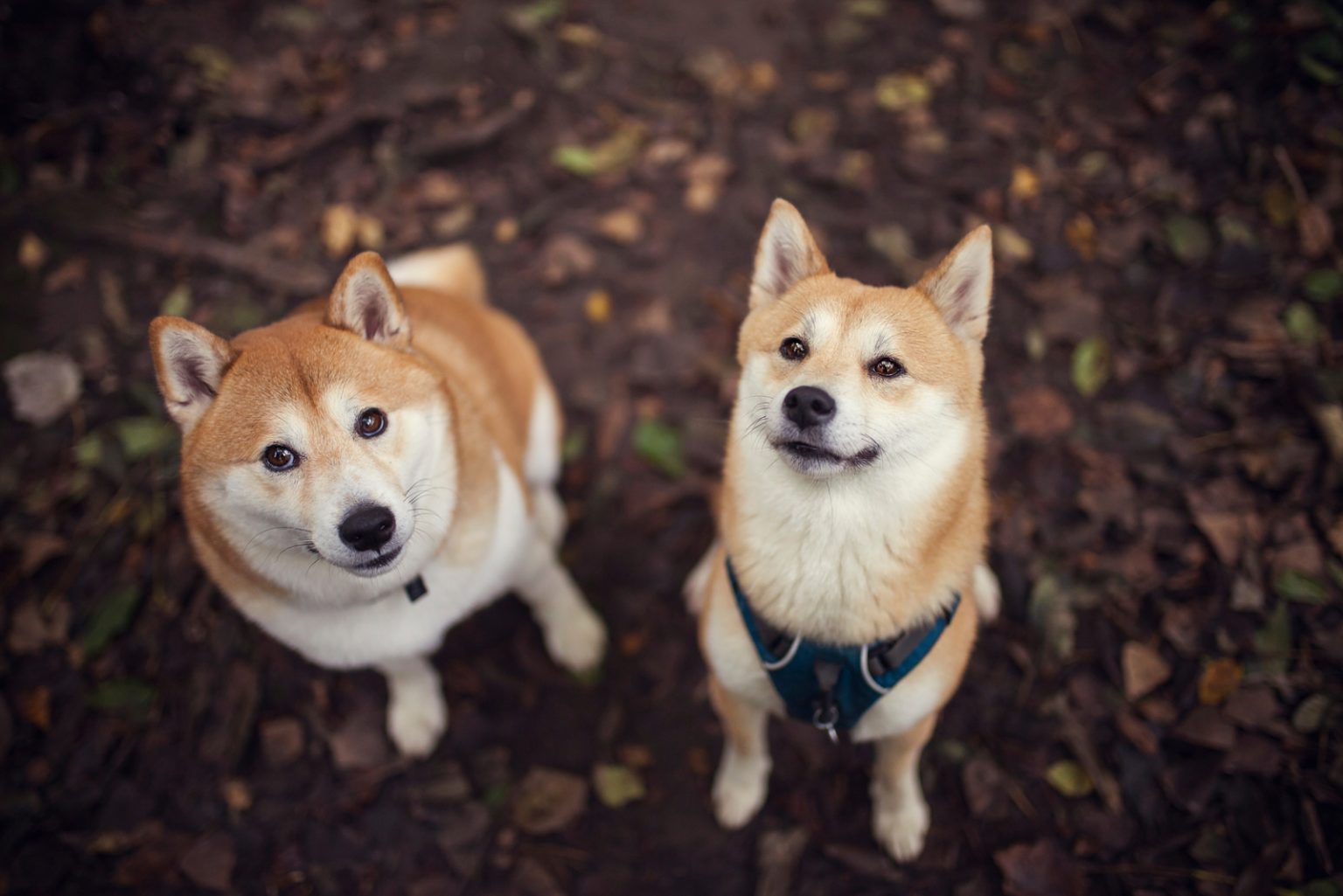 Male Vs Female Shiba Inu: Which Gender Is Perfect For Me?