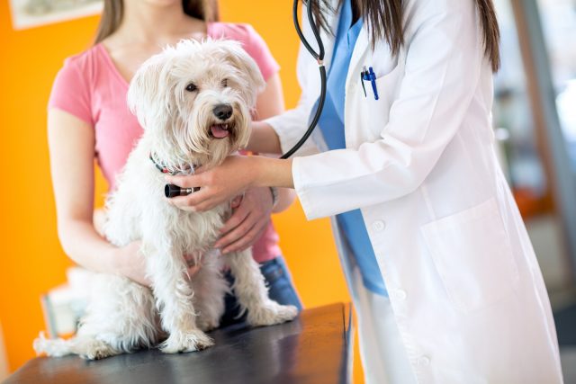 Male Vs. Female Maltese: Which Makes The Better Pet?