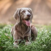 weimaraner dog lying on the grass