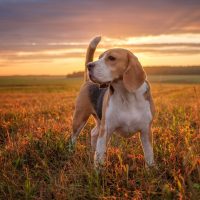 portrait of a beagle standing in the meadow in the sunset after the rain