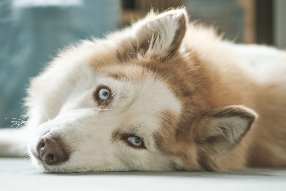 Husky Eye Colors With Pictures: Can Their Eyes Change Color?