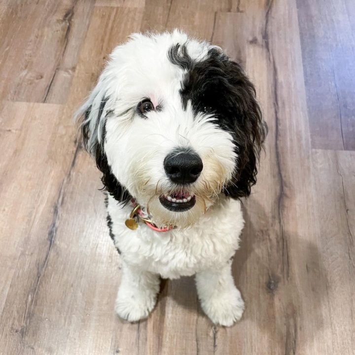 Do Sheepadoodles Shed All You Need To Know Before Buying   Adorable Sheepadoodle Dog At Home 720x720 