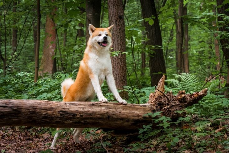 Male Vs Female Akita: Differences In Temperament & Appearance