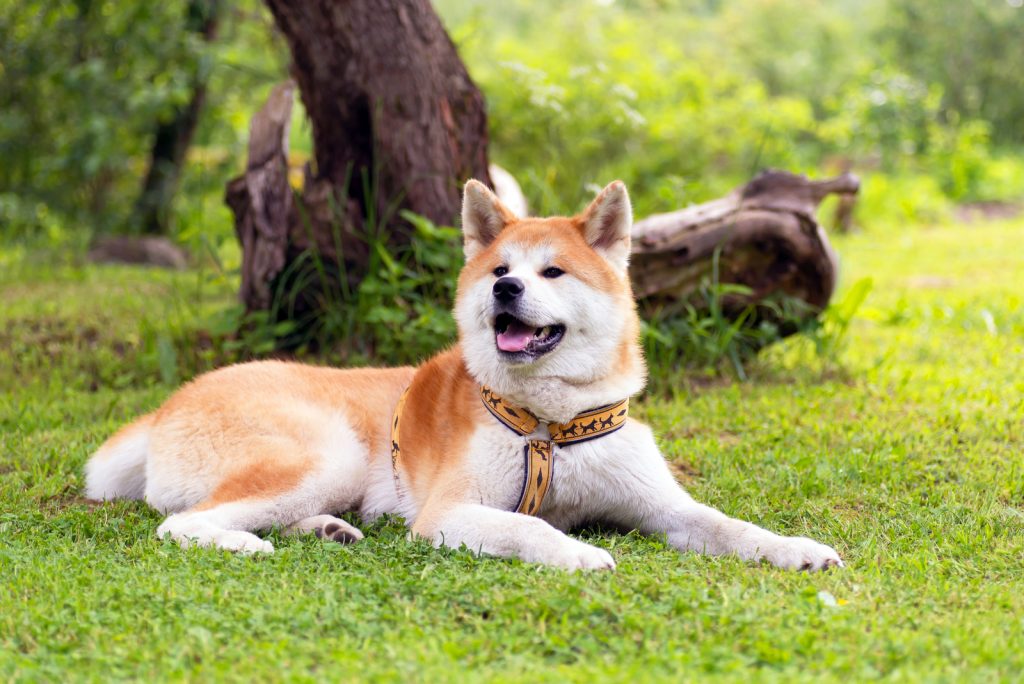 Male Vs Female Akita: Differences In Temperament & Appearance