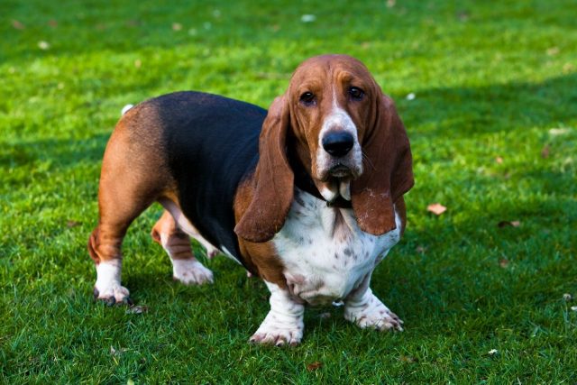 Basset Hound Lifespan And Common Health Problems