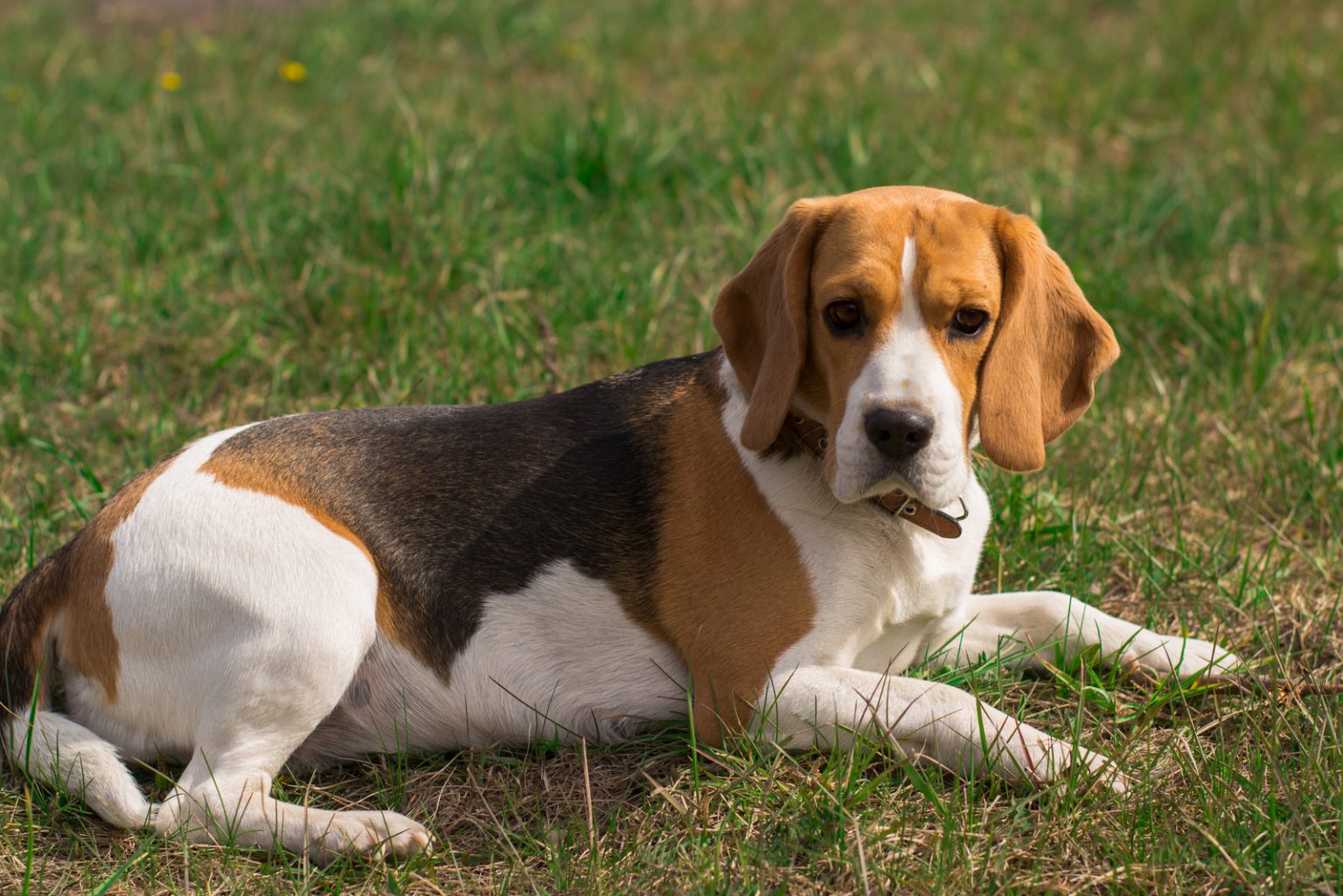 Male Vs. Female Beagle: Which One Makes The Better Pet?