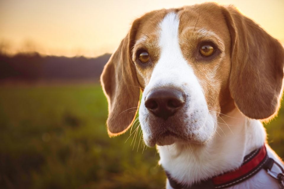 Male Vs. Female Beagle: Which Is The Best Choice For You?