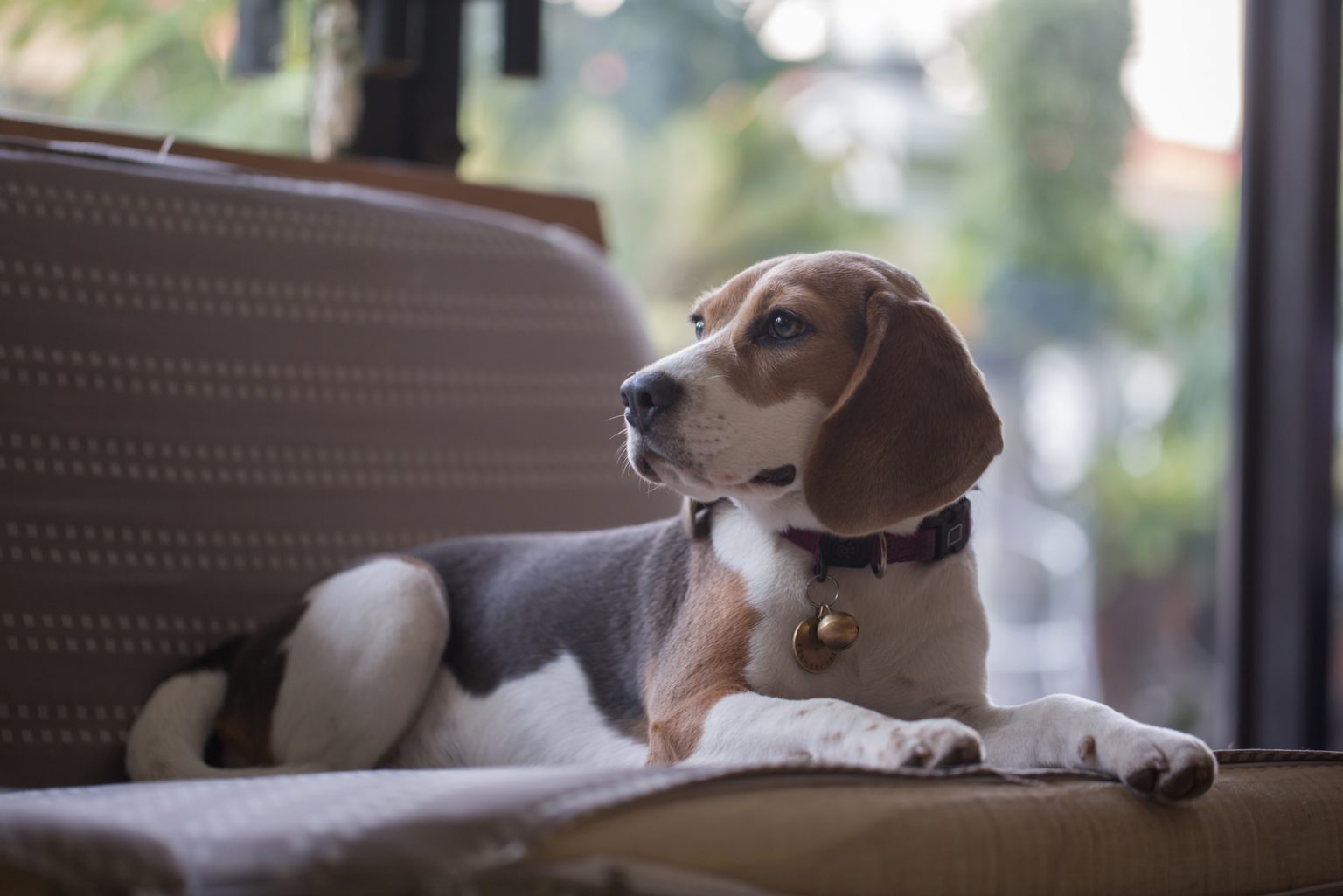 Male Vs. Female Beagle: Which Is The Best Choice For You?