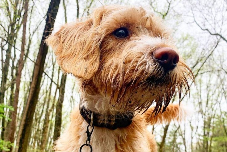 Beagle Poodle Mix: A Dog That Will Melt Your Heart