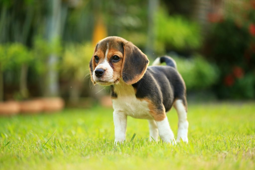 Male Vs. Female Beagle: Which Is The Best Choice For You?