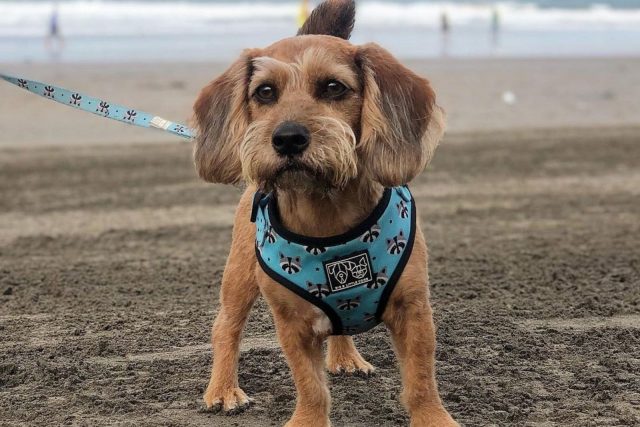 Beagle Poodle Mix: A Dog That Will Melt Your Heart