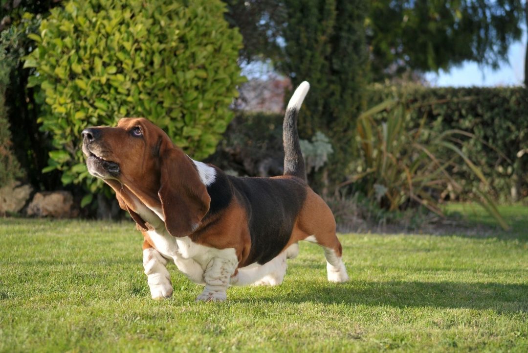 Basset Hound Lifespan: How Long Do These Pups Live?