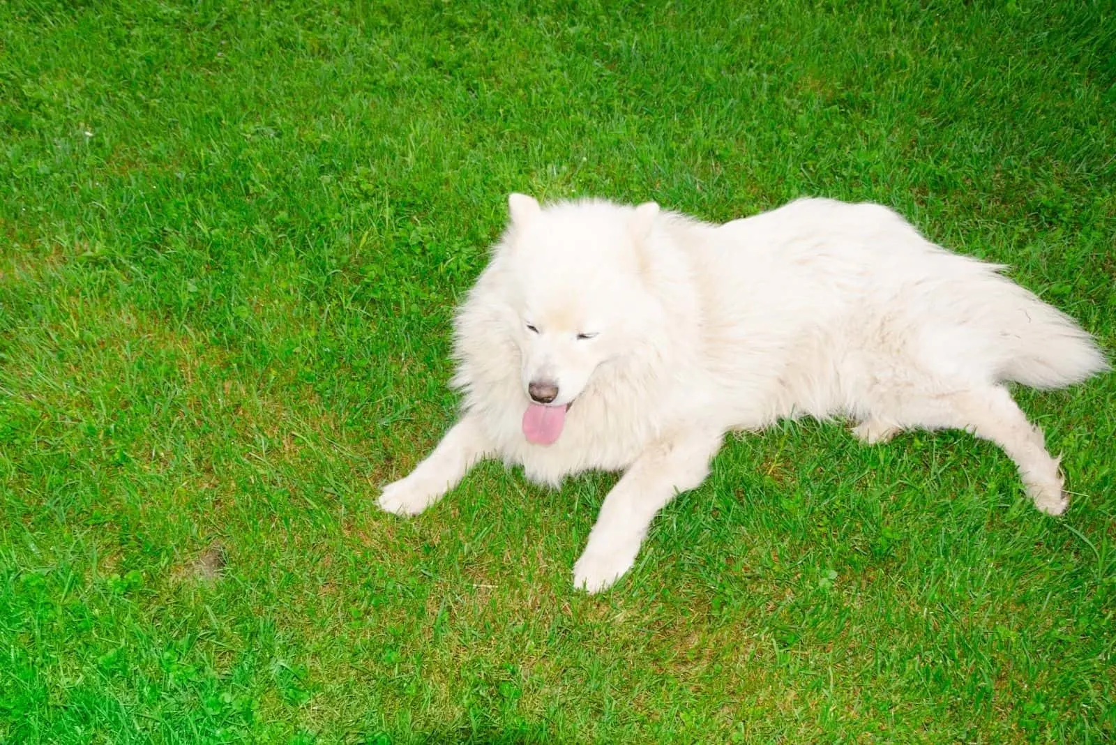 Are Samoyeds Aggressive? Unpacking The Samoyed Character