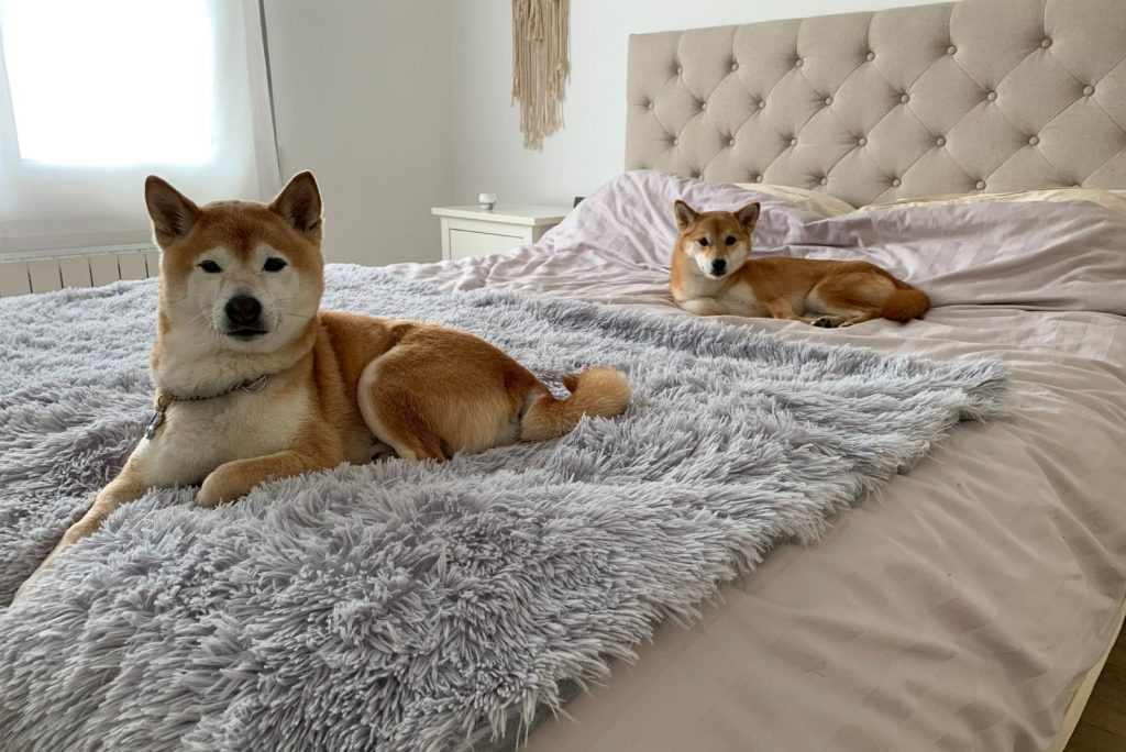 Are Shiba Inus Aggressive? Dealing With Dog Aggression