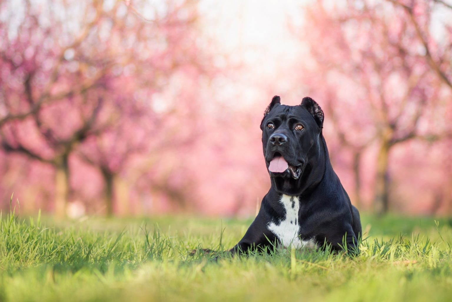 Cane Corso Husky Mix And Other Common Cane Corso Mixes