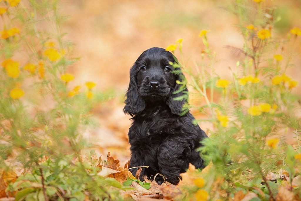 Are Cocker Spaniels Hypoallergenic? What You Need To Know